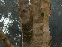 Park Betula 2015 02 07 3077